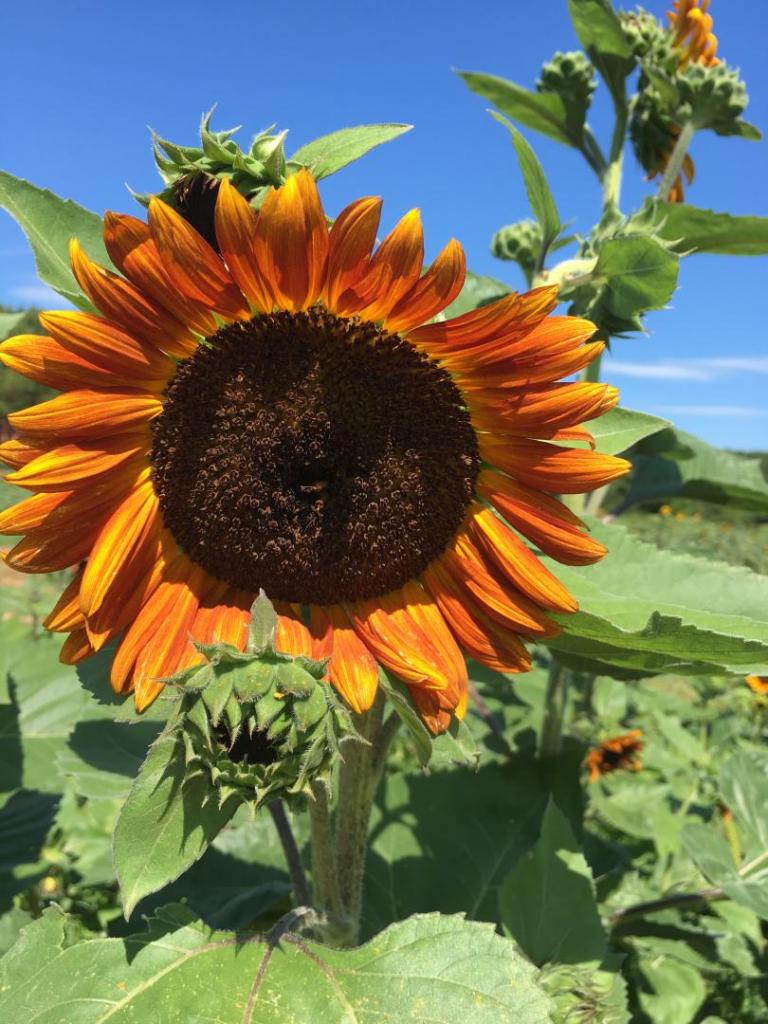 Orange_sunflower_01_07-18-19.thumb.JPG.c27b3587b898302f32a5a57708e2d708.JPG