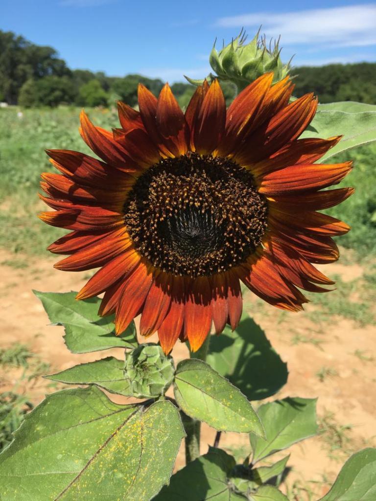 Orange_sunflower_04_07-18-19.thumb.JPG.cd3a2b4594bc6b72b9f26384a456dcee.JPG