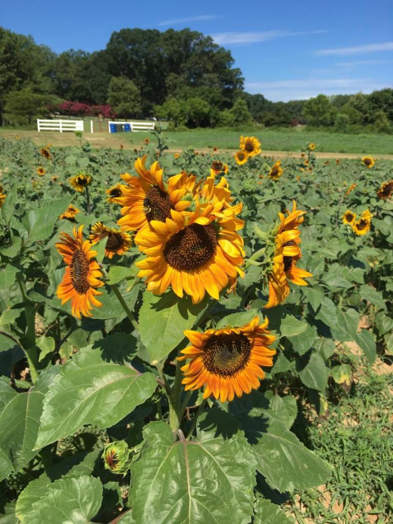 Orange_sunflower_group_01_07-18-19.thumb.JPG.402c3956c34d0f9a4cf4696cf84c1b1d.JPG