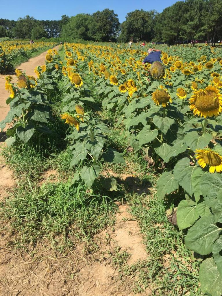Sunflower_fields_03_07-18-19.thumb.JPG.81c2a3ca4fb1f7630b9a99181a2c15c6.JPG
