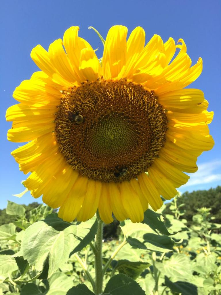 Sunflower_looking_down_01_07-18-19.thumb.JPG.c1cebb3e0aceff68b6e328a156c0cc39.JPG