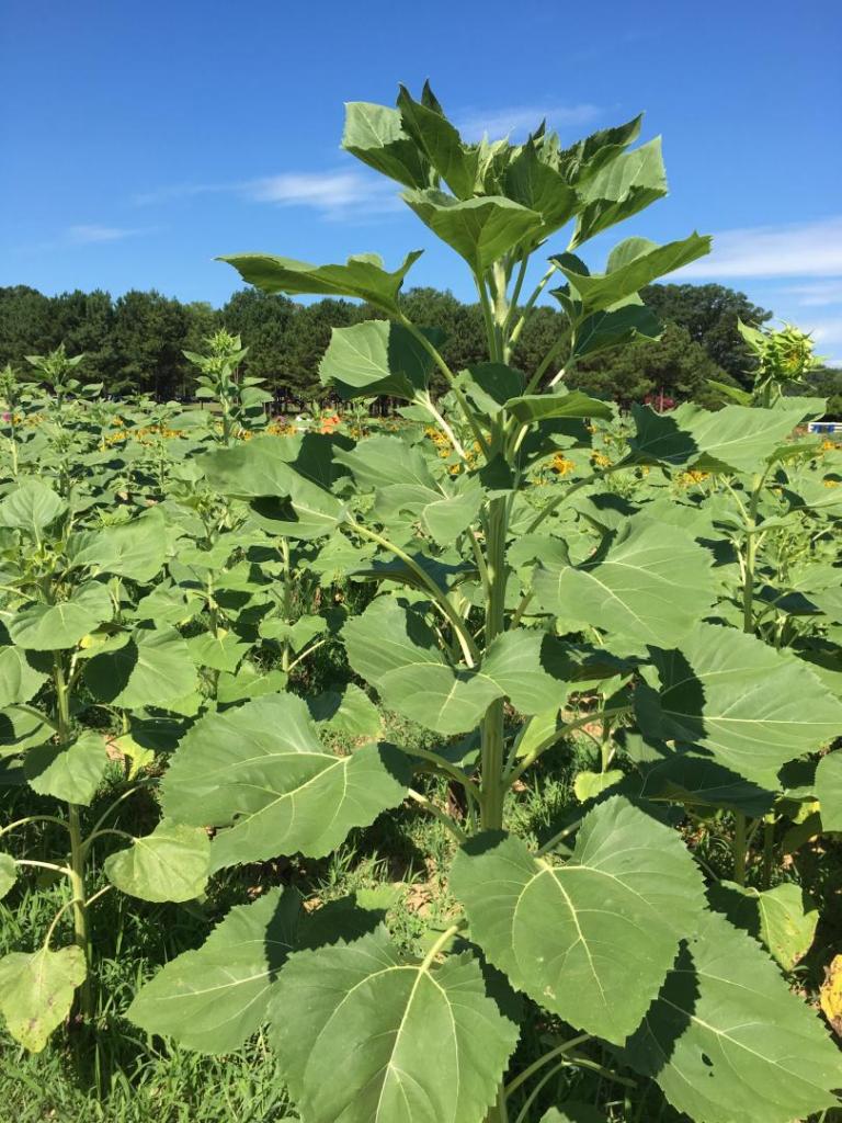 Sunflower_plant_01_07-18-19.thumb.JPG.e6d3363da2c52dded555670bcf88fccd.JPG