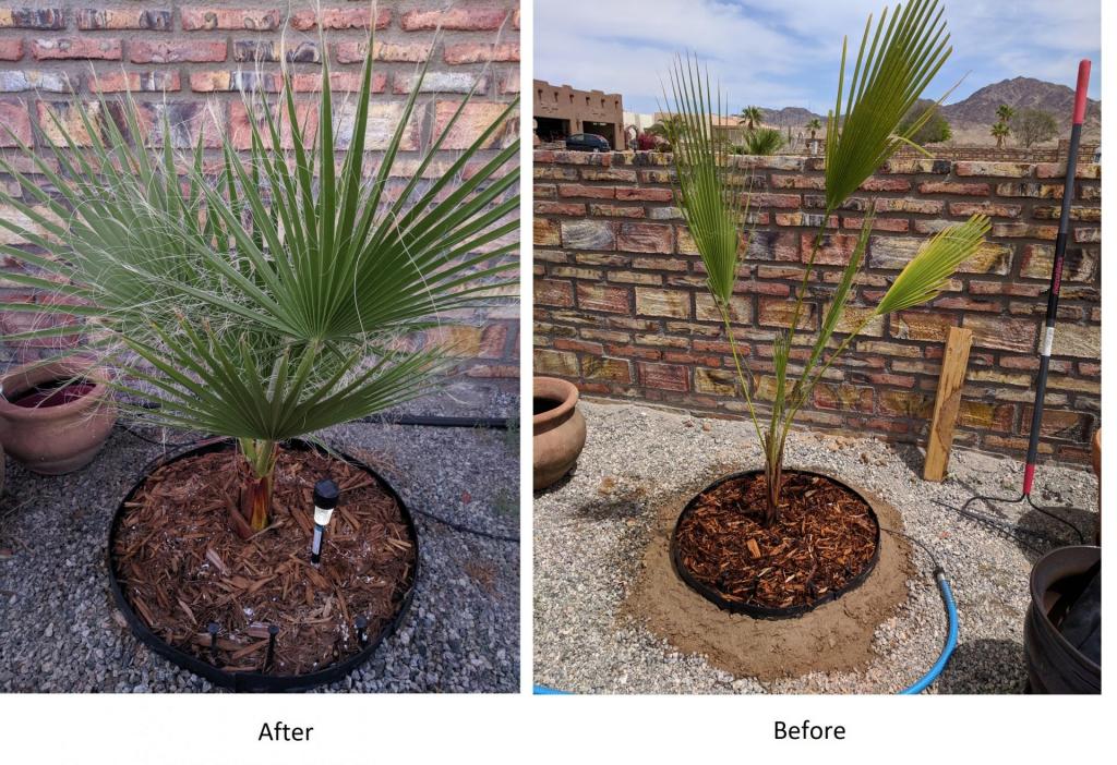 Walmart_Palm_progress_20190715.jpg