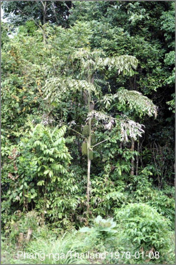 1338164064_CaryotaPhang-nga1978-01-08.thumb.jpg.ad87583f167c0b002197fae33d5b014c.jpg