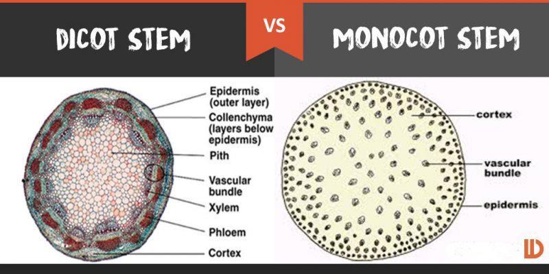 172368-8-Arrangement-of-vascular-bundles-in-Dicot-Stem-and-Monocot-Stem.jpg.6a06599c2087379ca260191e46c135be.jpg