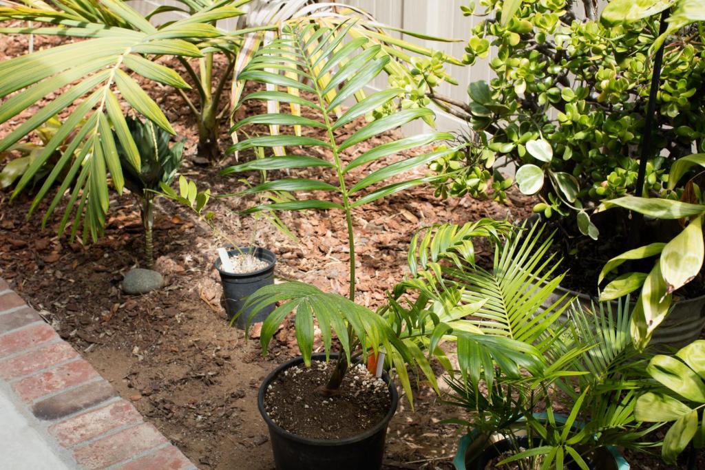 20170722-104A7115_Dypsis_malcomberi_hybrid.jpg