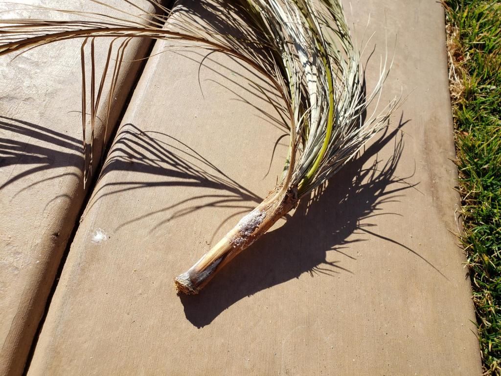 Palm trees dying? DISCUSSING PALM TREES WORLDWIDE PalmTalk