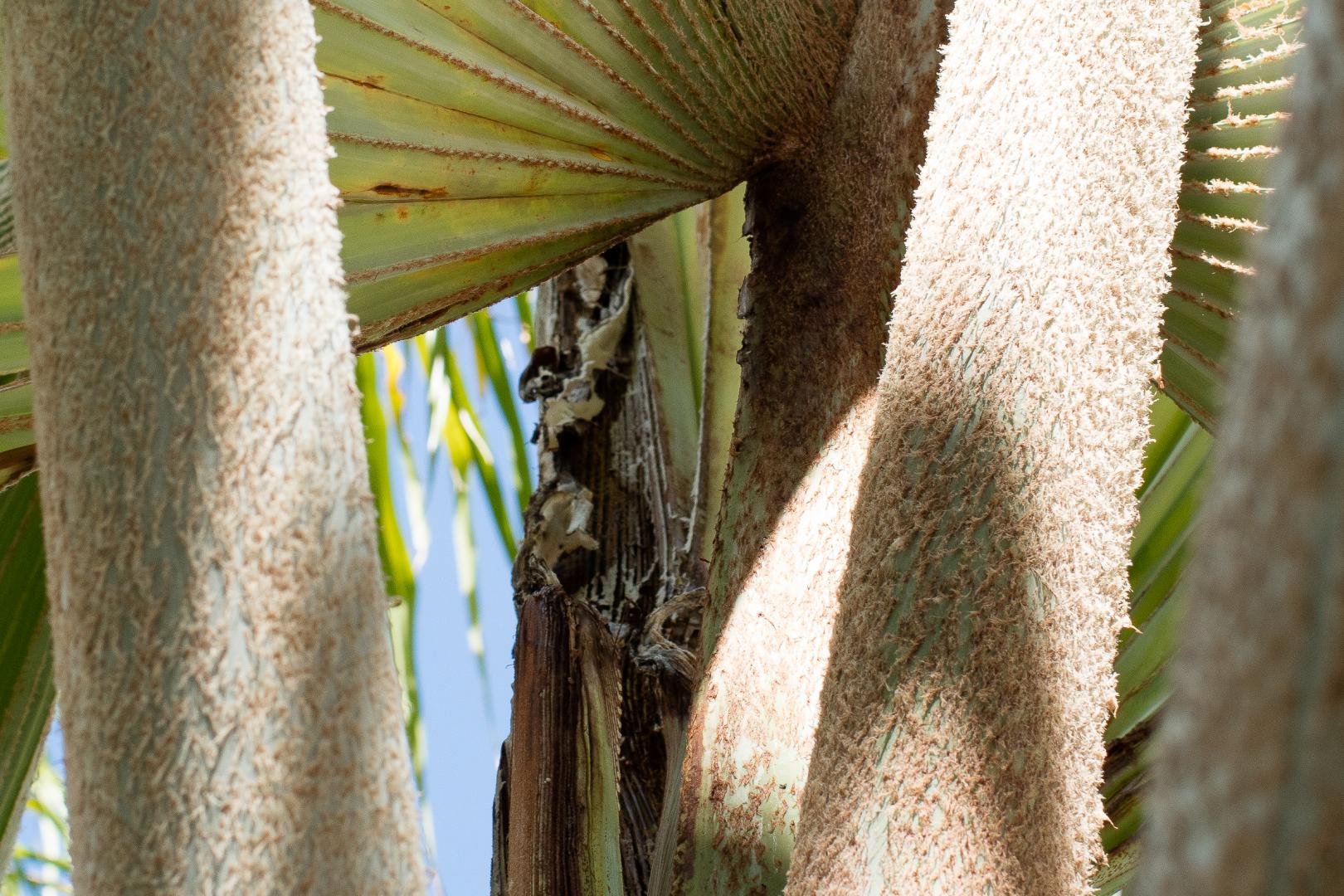Deformed growth Bismarckia nobilis new spear