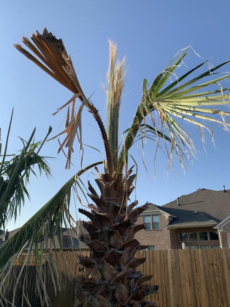 Is my Washingtonia dying? DISCUSSING PALM TREES WORLDWIDE PalmTalk