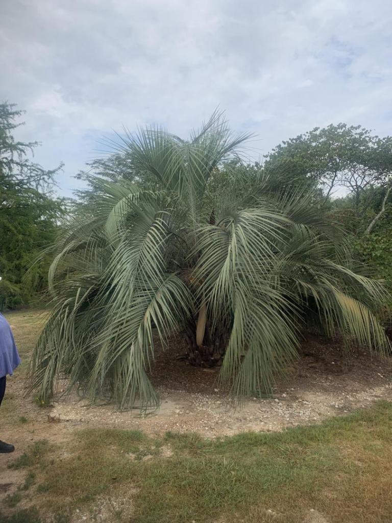 Butia1.jpg