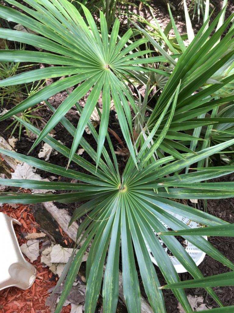 Coccothrinax_sp-hyb_01_08-18-19.JPG