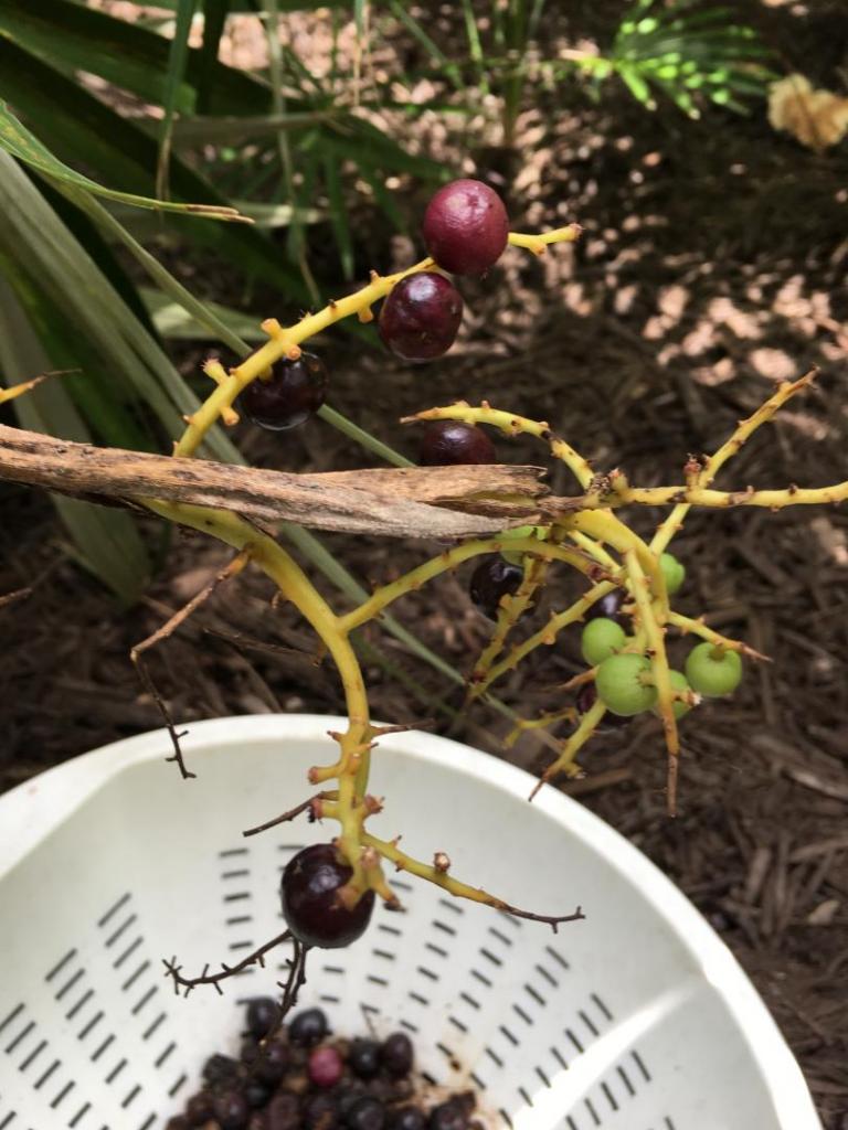 Coccothrinax_sp-hyb_06_08-18-19.JPG