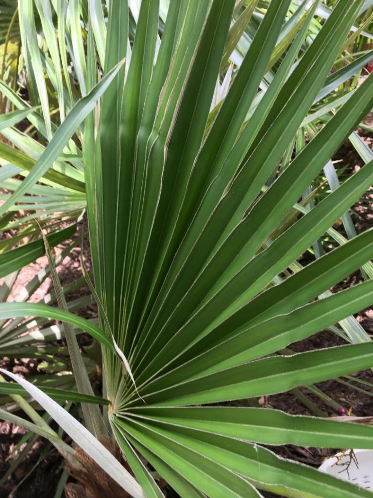 Coccothrinax_sp-hyb_11_08-18-19.JPG