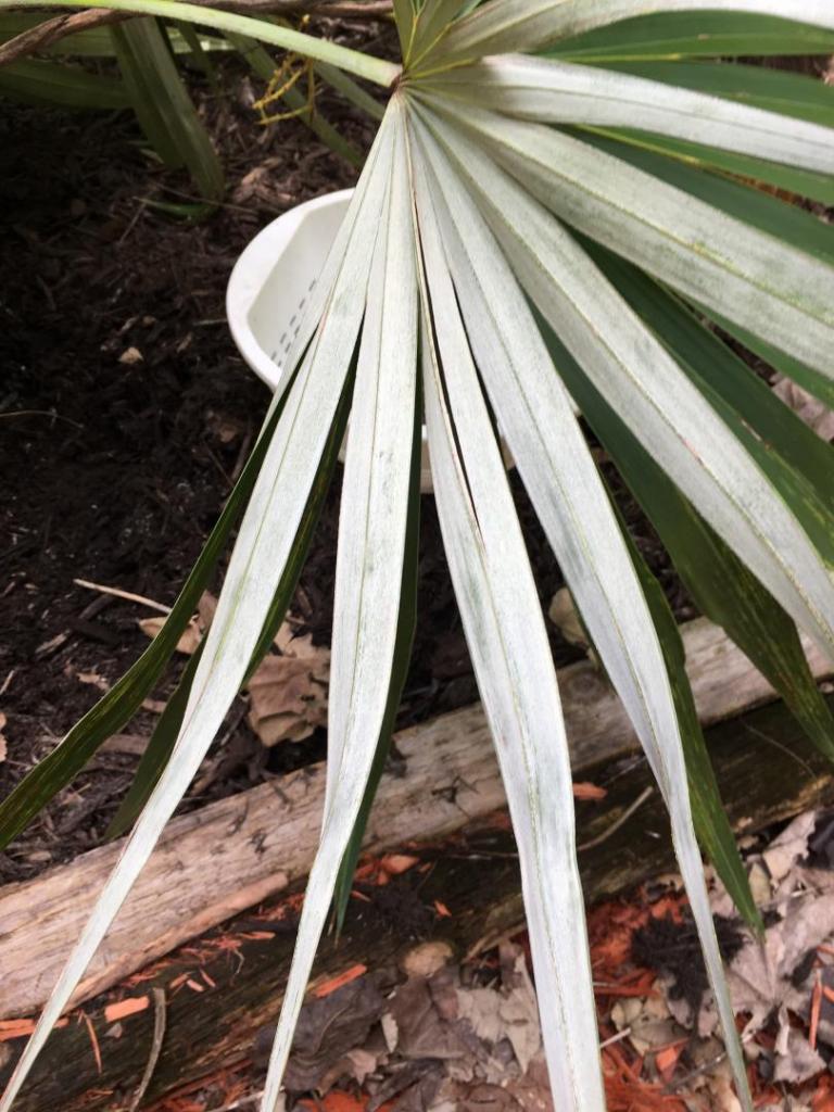 Coccothrinax_sp-hyb_12_08-18-19.JPG