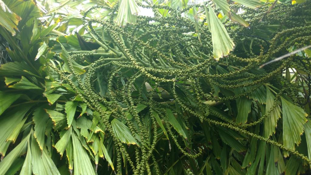 Fallen_Caryota_2.thumb.jpg.4049d0175a32dc3c4b8c7b45d0f96a1d.jpg