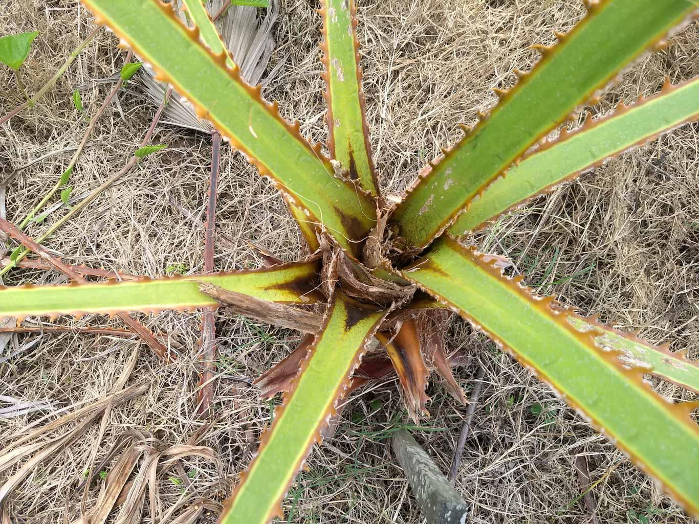 What's eating our palm trees? DISCUSSING PALM TREES WORLDWIDE PalmTalk