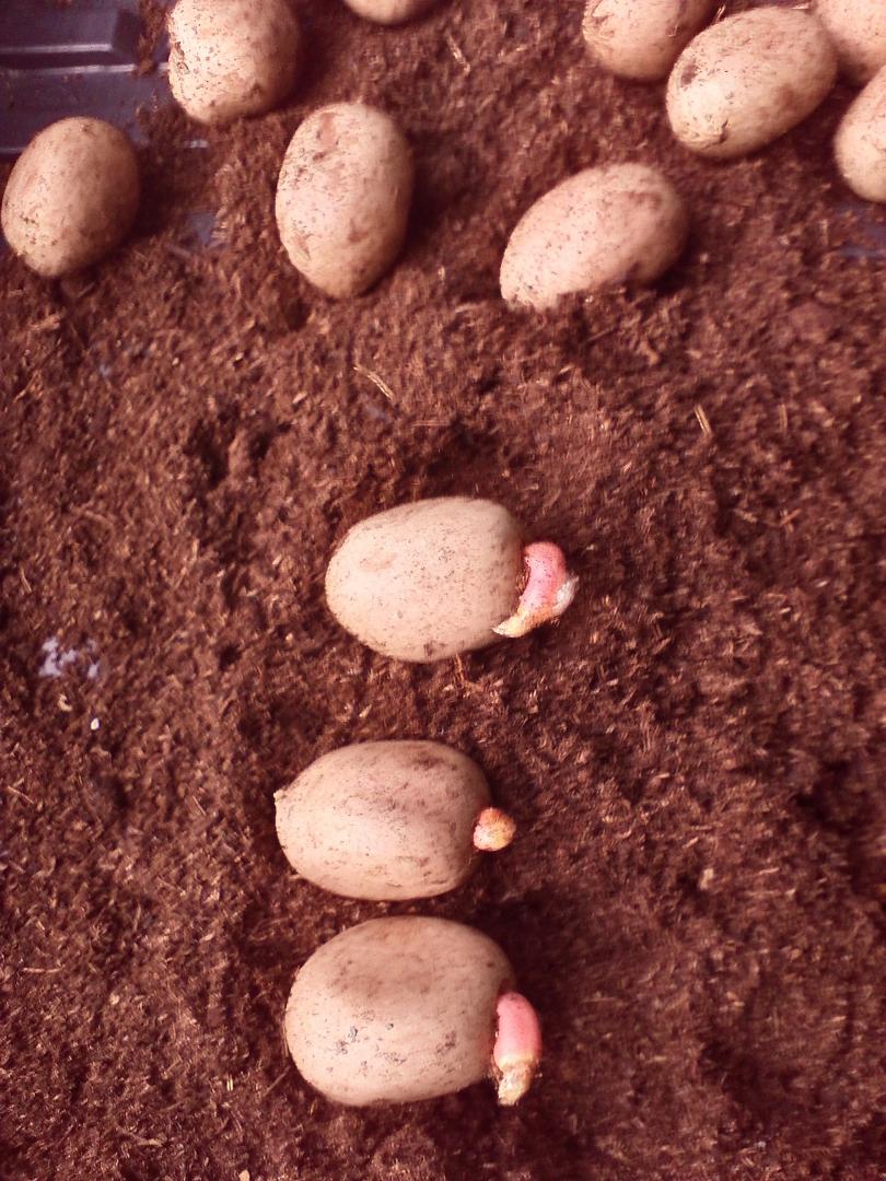 Ceratozamia euryphyllidia germination TROPICAL LOOKING PLANTS Other