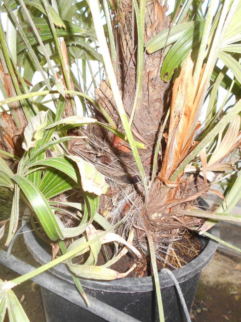 Rhapidophyllum7gclose-up.JPG