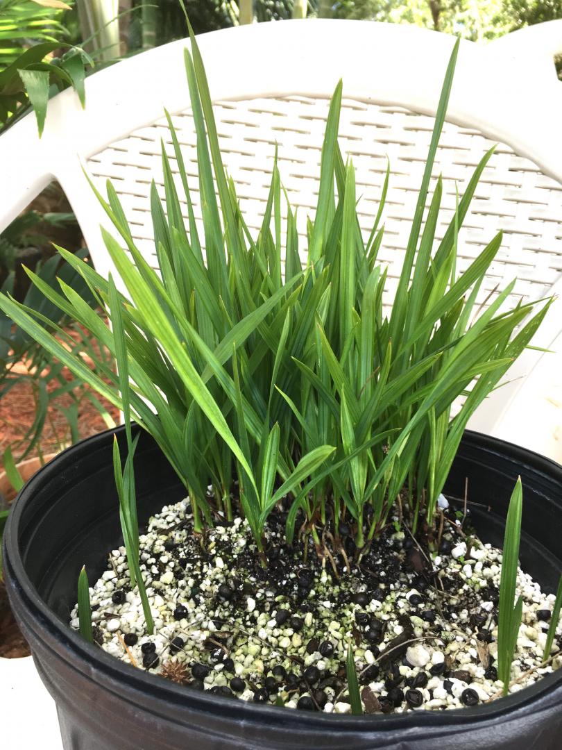 Sabal palmetto Lisa Seedlings Clearance Sale
