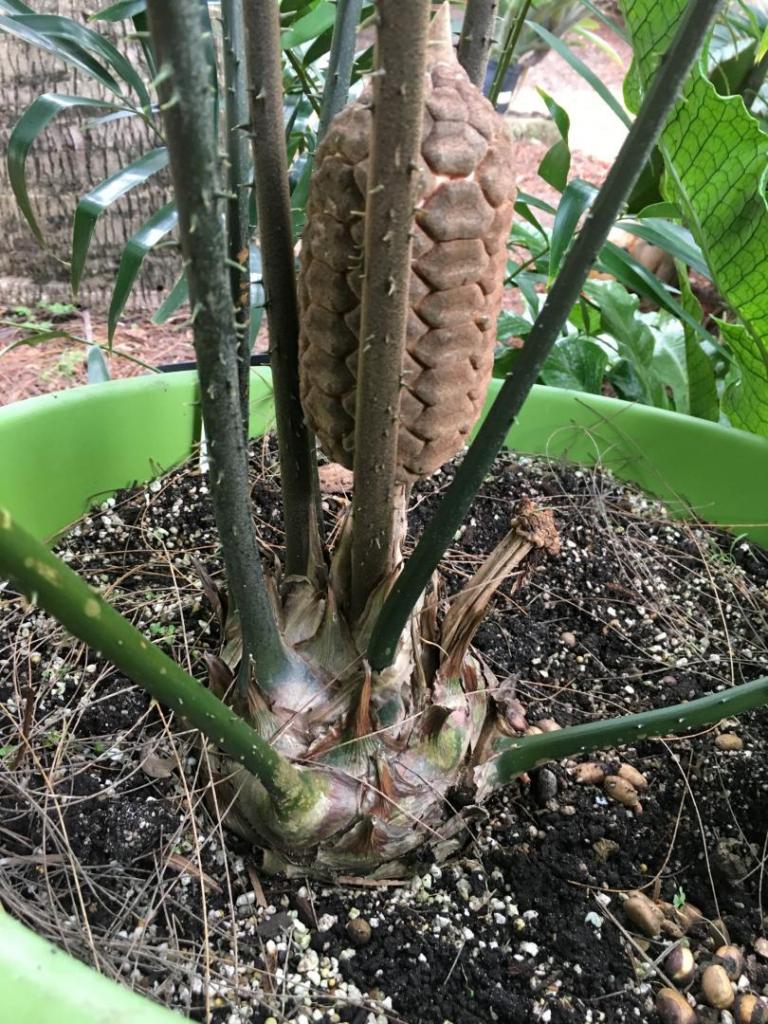 Zamia_variegata_picta_05_08-20-19.thumb.JPG.cbbb6edb90af6e2f6d70eb4d9393d316.JPG