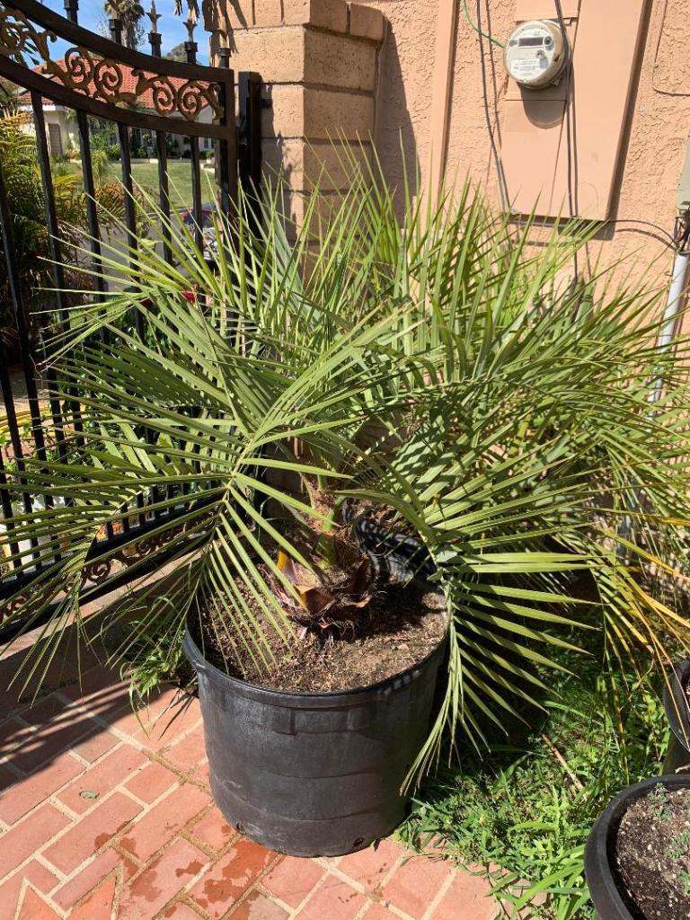 25 Gallon Butia X Jubaea Hybrid HUGE For Sale PalmTalk