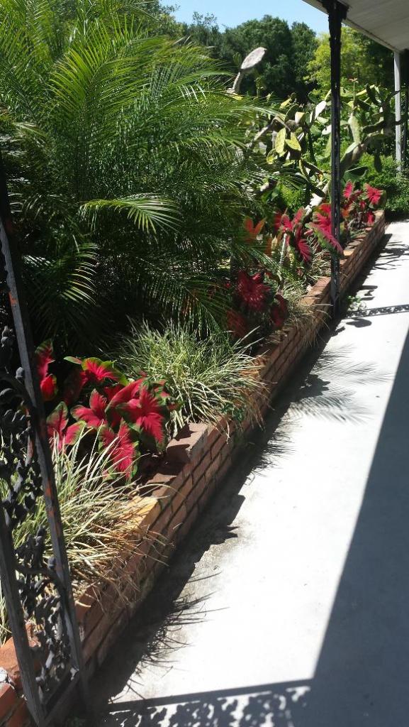 0105_Caladium_Bed.jpg