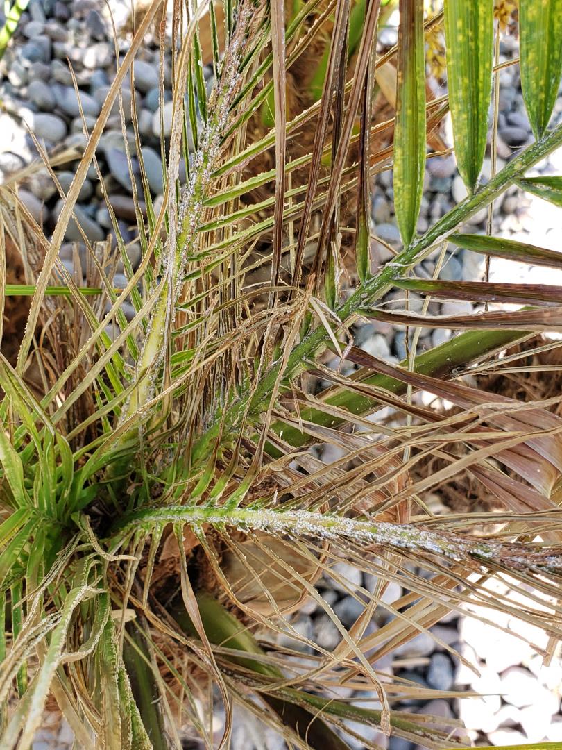 Palm trees dying? DISCUSSING PALM TREES WORLDWIDE PalmTalk