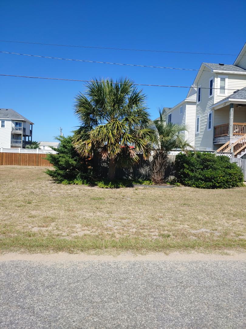 Outer banks palms COLD HARDY PALMS PalmTalk