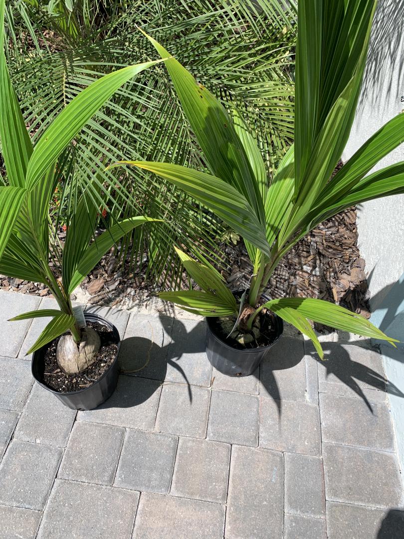Coconut in North Tampa PALMS IN POTS PalmTalk