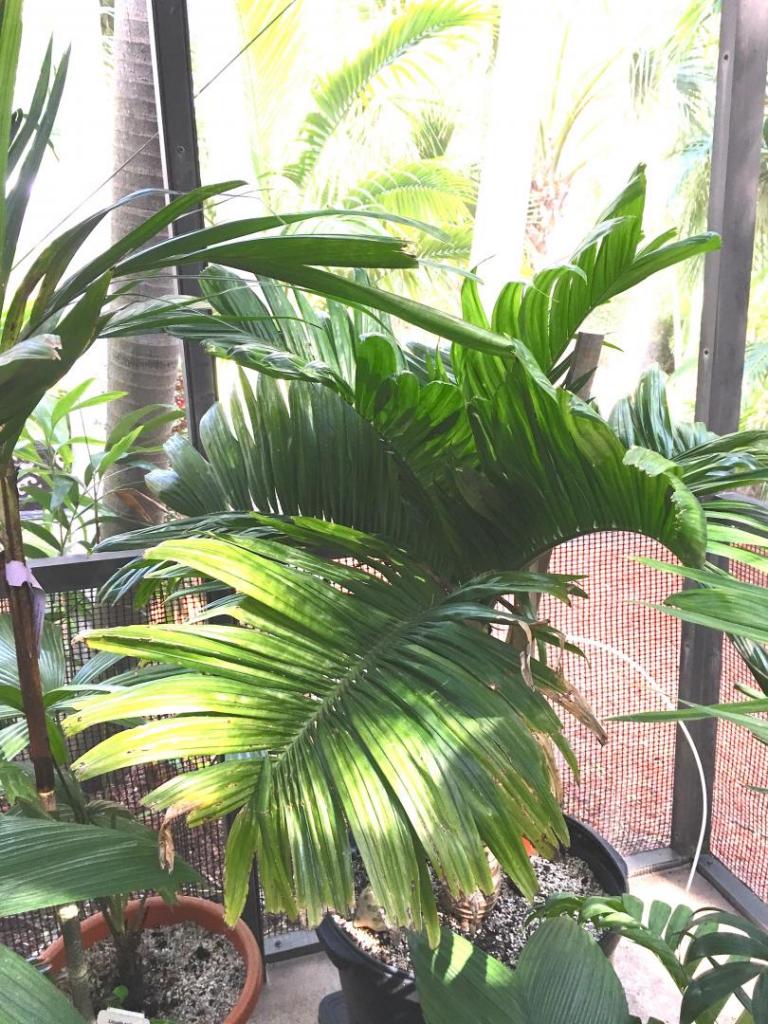 Areca_catechu_Dwarf_01_09-19-19.thumb.JPG.401a31c353365798fc72ffe8ac0b8fa1.JPG