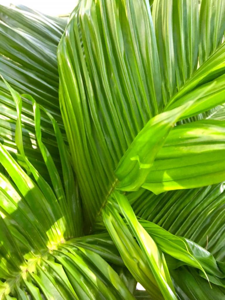 Areca_catechu_Dwarf_05_09-19-19.thumb.JPG.4627b1a060dca26c651fa807d232fd82.JPG