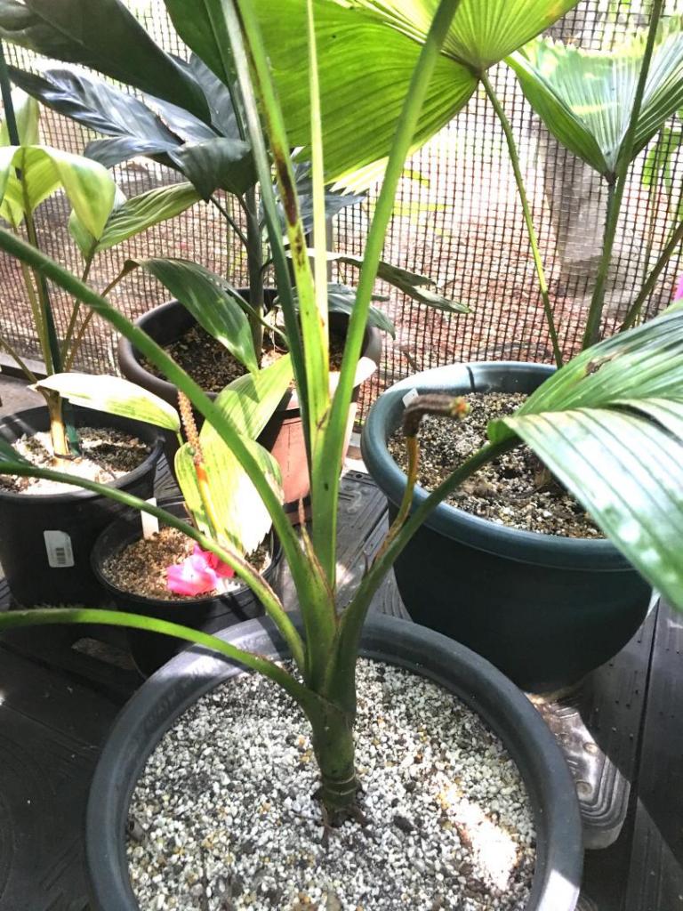 Chamaedorea_deckeriana_02_09-19-19.thumb.JPG.cfa18a27d29e00e2820771212cdeec05.JPG