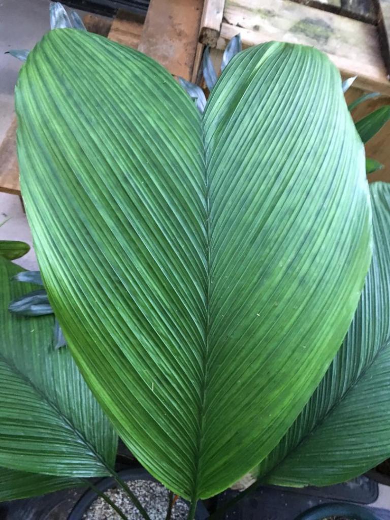 Chamaedorea_deckeriana_03_09-19-19.thumb.JPG.26119fed0f0c891bb01328ffda324a2c.JPG