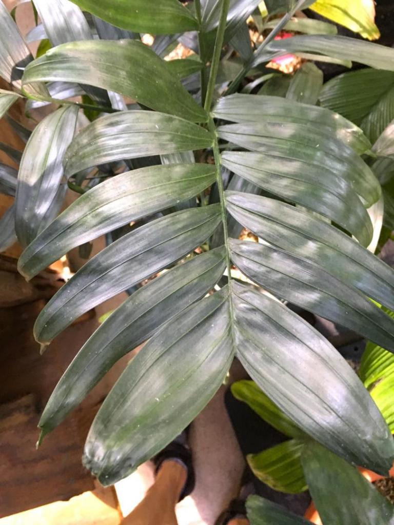 Chamaedorea_metallica_pinnate_leaf_02_09-19-19.thumb.JPG.9eee9e04a4789f329c2690124d13e709.JPG