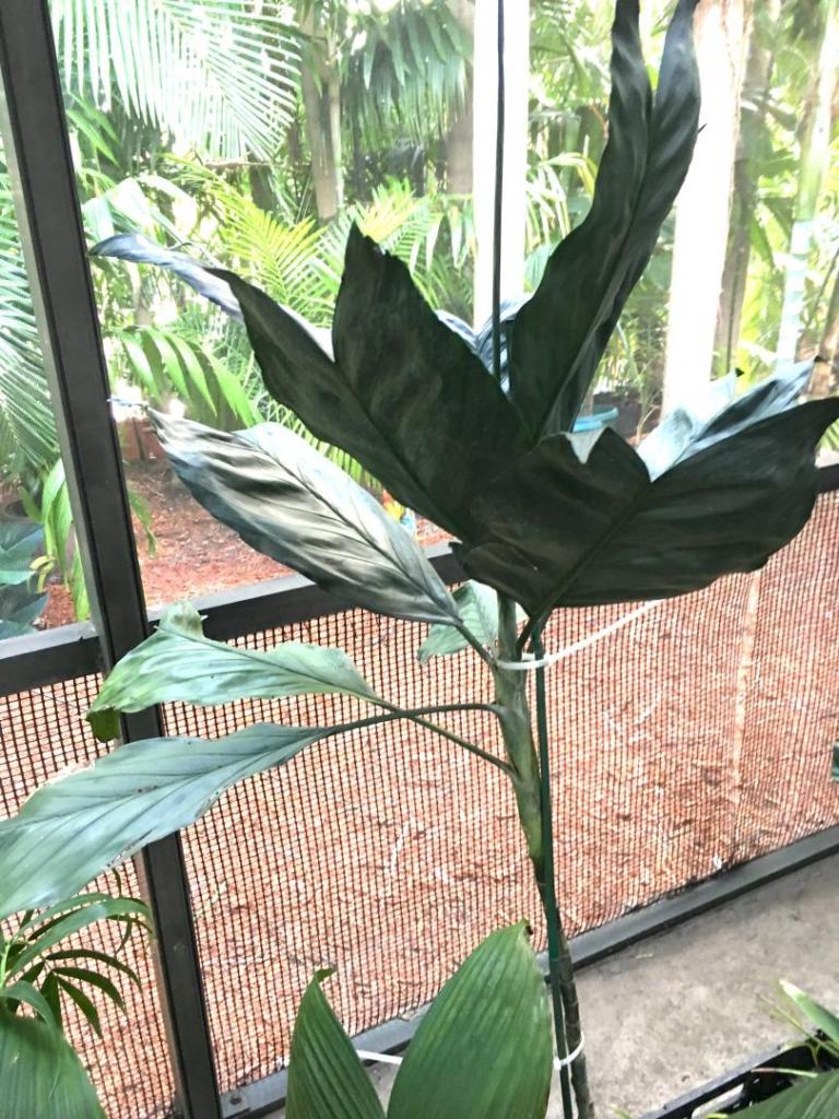 Chamaedorea_metallica_whole_leaf_02_09-19-19.thumb.JPG.f972359f57423cf9fb051185a3598ccb.JPG