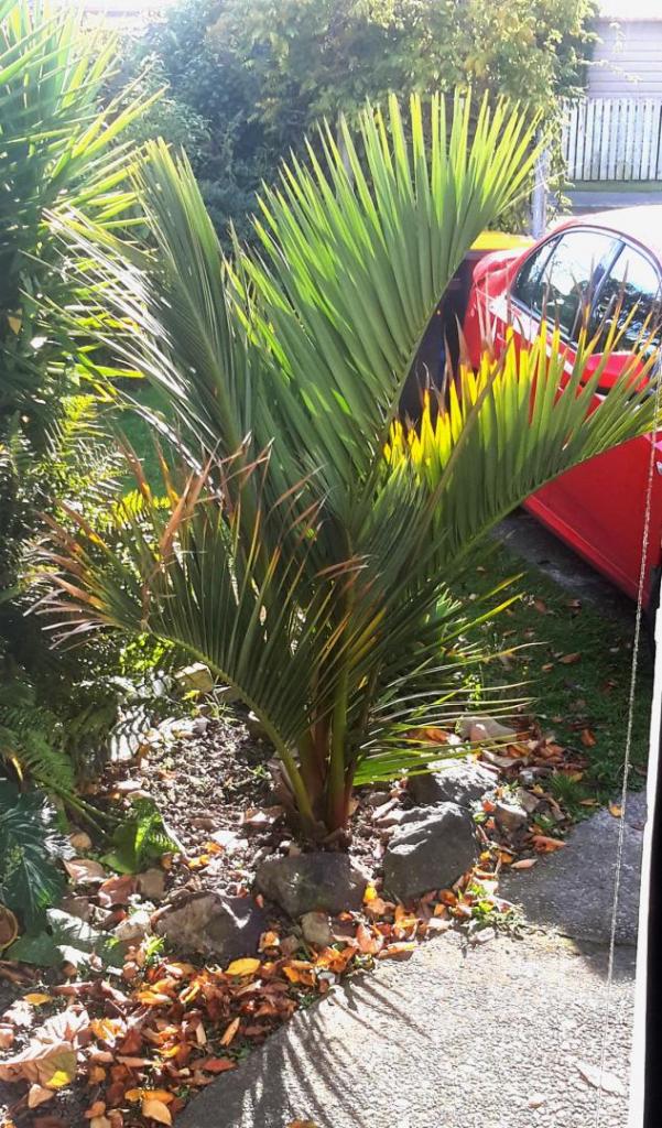 Dypsis_Decipiens_-_May_2019.jpg