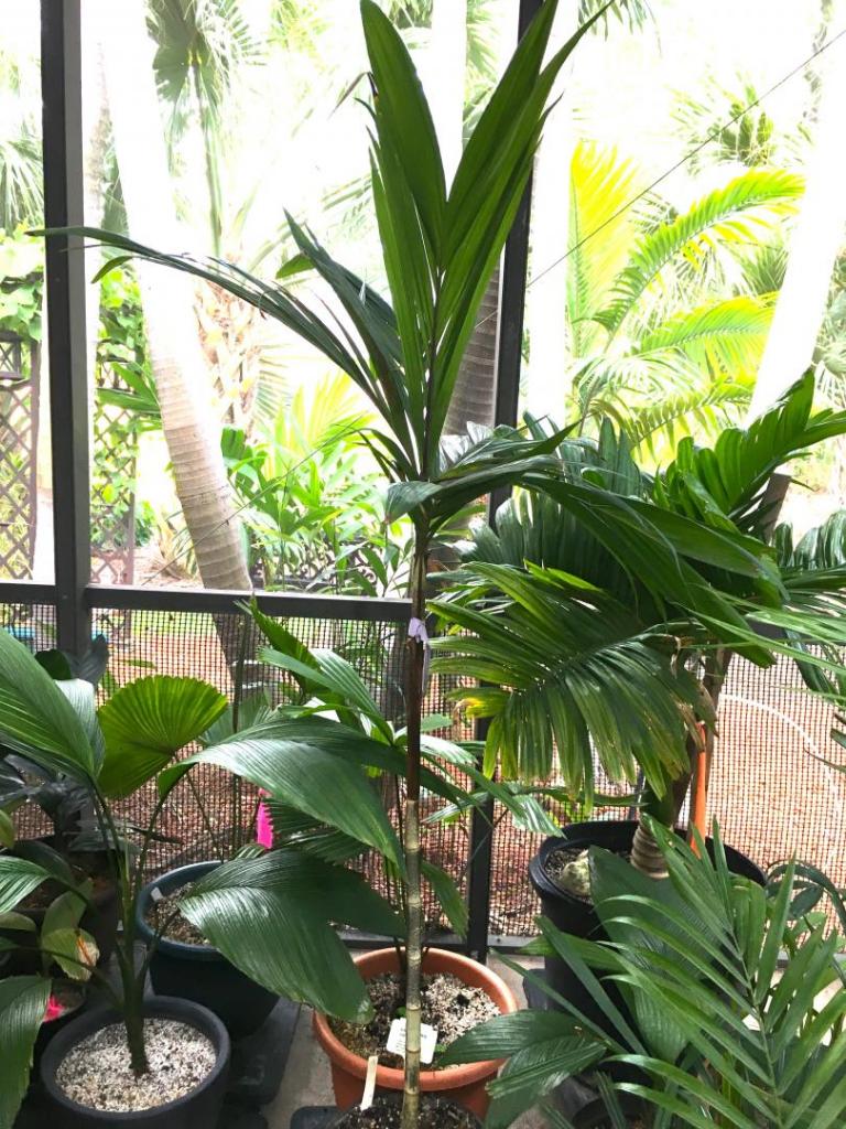 Dypsis_mirabilis_01_09-19-19.thumb.JPG.7eec3e9b92697c9c7330b8ccc9250b9a.JPG