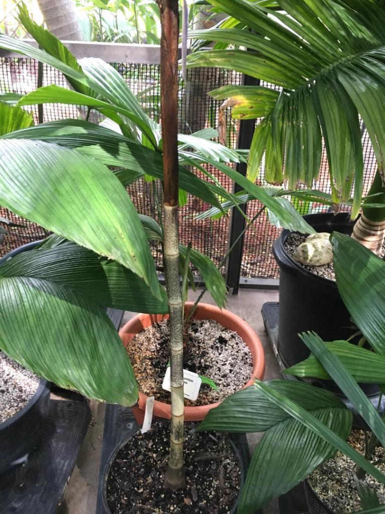 Dypsis_mirabilis_03_09-19-19.thumb.JPG.3bcc39d720f2fa836f4cac16a2500908.JPG