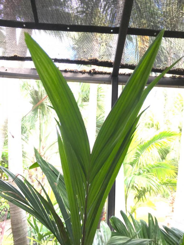 Dypsis_mirabilis_04_09-19-19.thumb.JPG.fe3f850cfaa2d9db5649ea495a8fc387.JPG