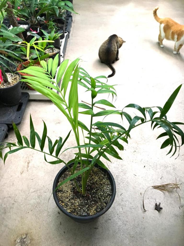 Dypsis_prestoniana_01_09-19-19.thumb.JPG.8bd907f0720a5d1103391ea1cdbf0402.JPG
