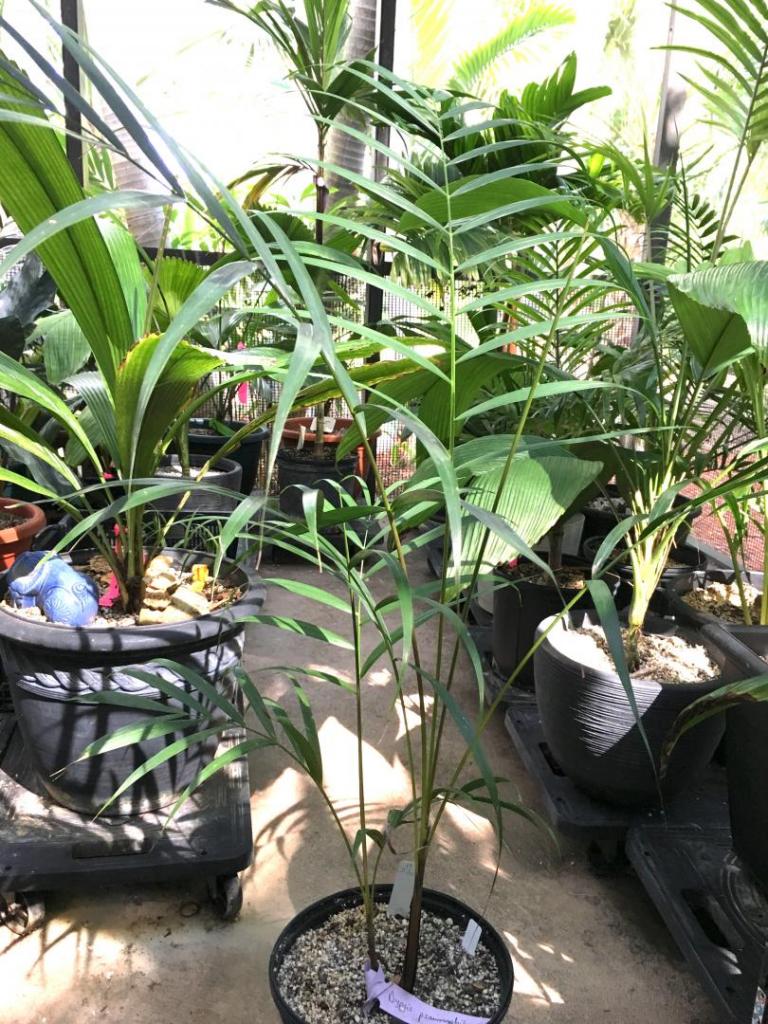 Dypsis_psammophila_01_09-19-19.thumb.JPG.5228bfaccfe47c0240809b3ba21251dd.JPG