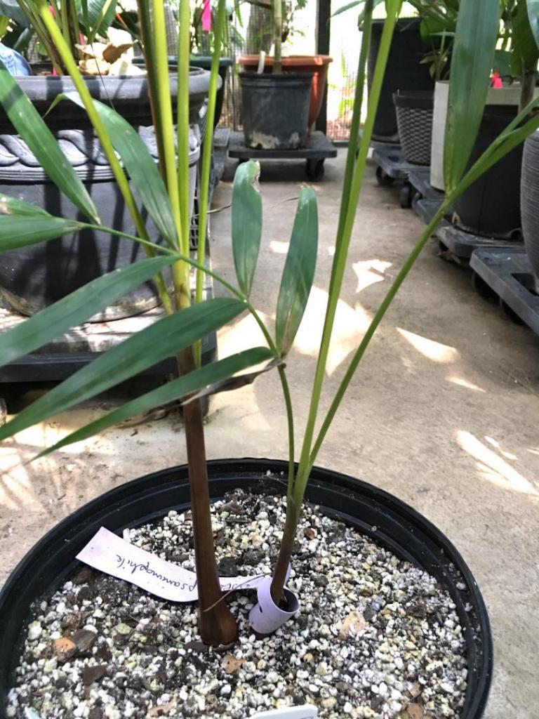 Dypsis_psammophila_02_09-19-19.thumb.JPG.3a156a4a6a537140536c24f1155eb977.JPG