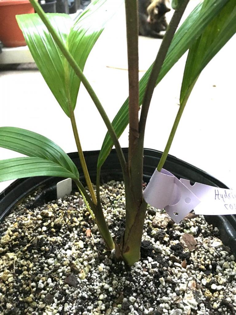Hydriastele_rostrata_04_09-19-19.thumb.JPG.0580436a011af92d44efa93ab7c85376.JPG