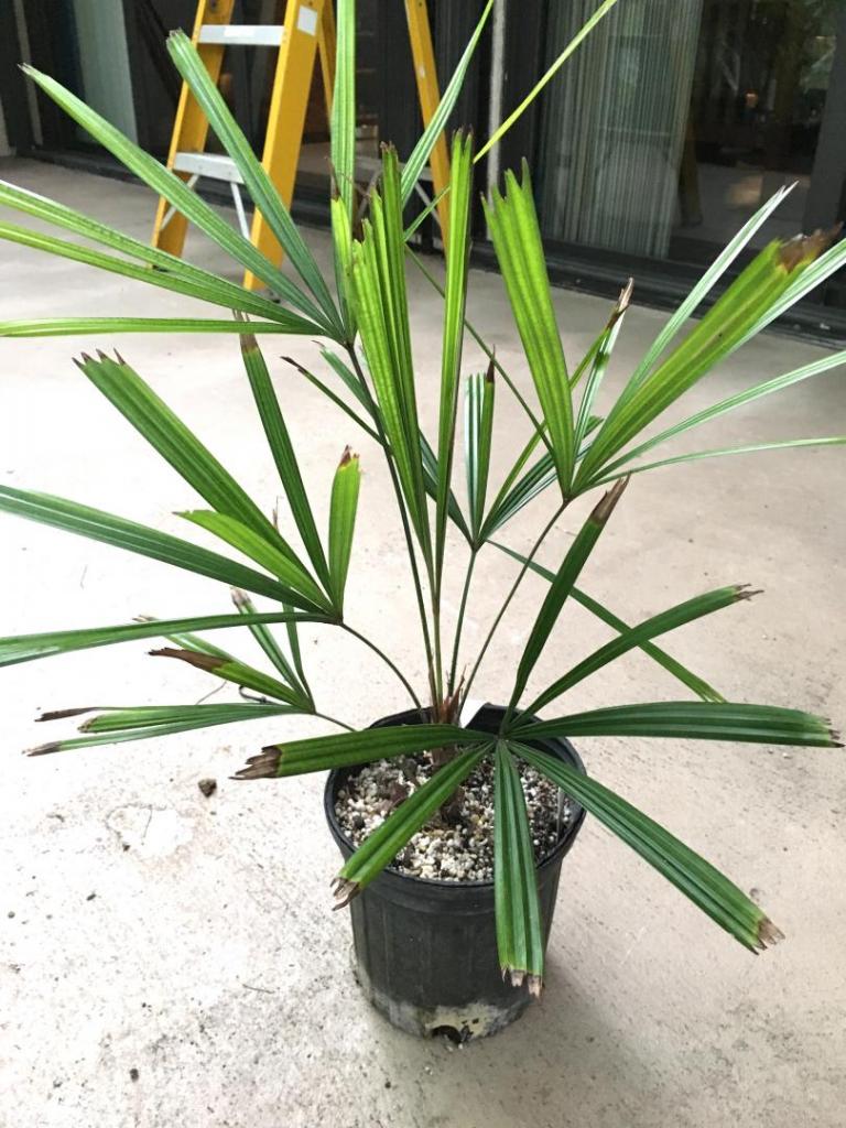 Licuala_sp_Fairchild_02_09-19-19.thumb.JPG.ade726b574eb2edc667c01c2e729c20e.JPG