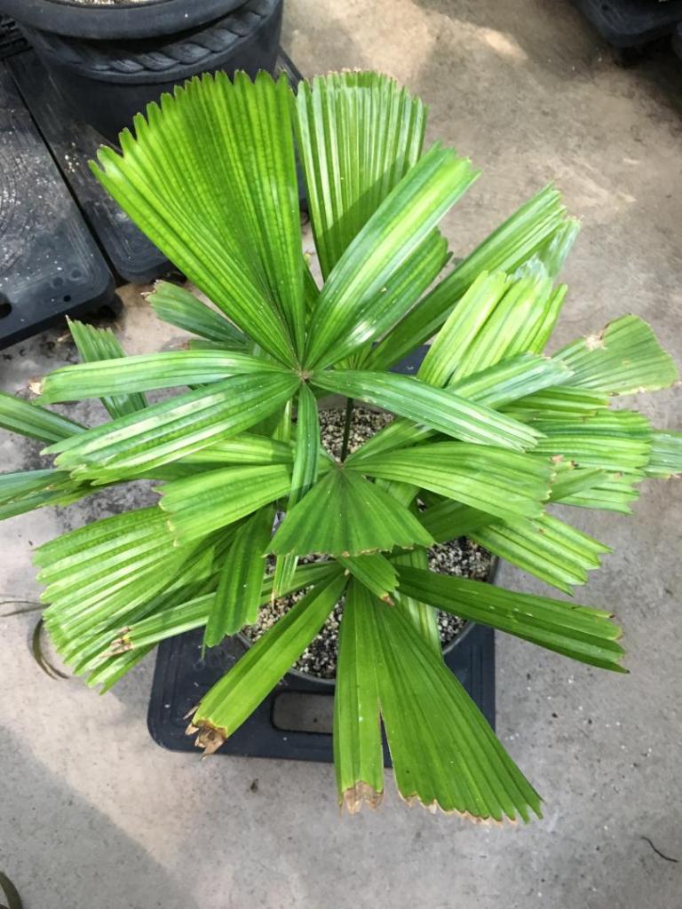 Licuala_sp_Yal_Braal_01_09-19-19.thumb.JPG.5b93af0dce465437aa6071e94b38df26.JPG