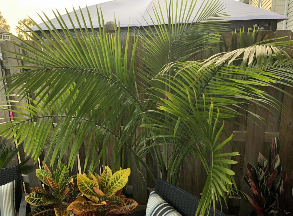 MajestyPalm2_10SEP2019.jpg