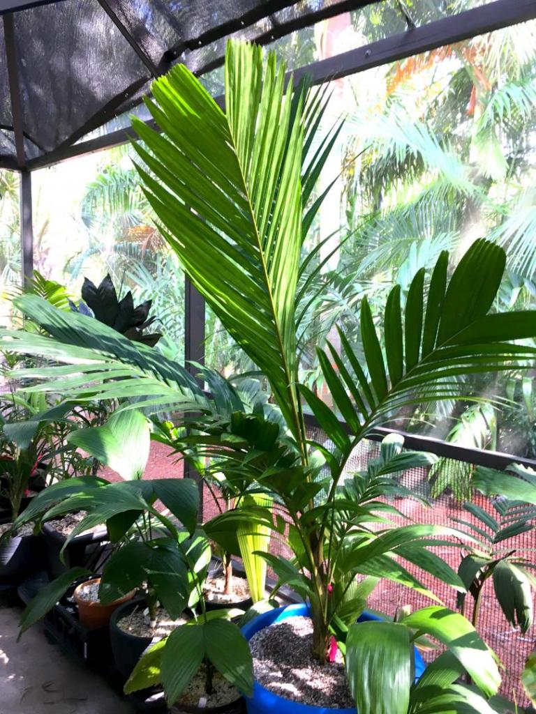 Pinanga_cochinchinensis_02_09-19-19.thumb.JPG.57106cb9824f1824858db33dd1c4306d.JPG
