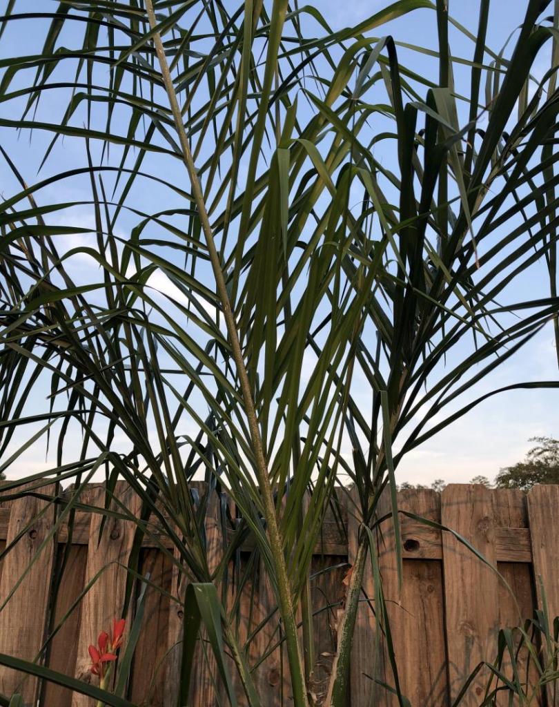 QueenPalm2_10SEP2019.jpg