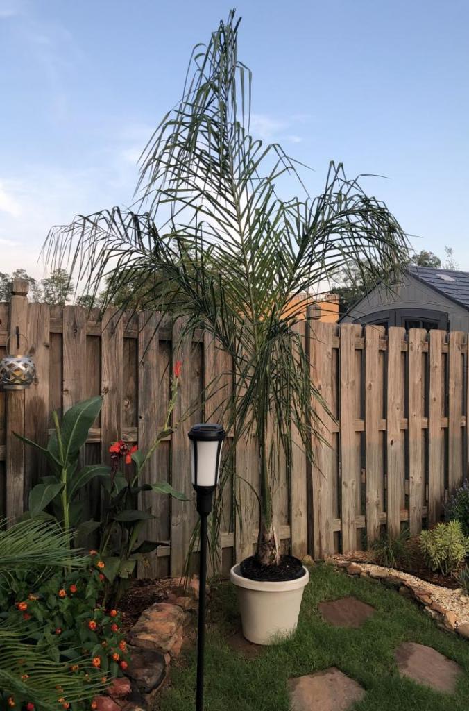 QueenPalm_10SEP2019.jpg