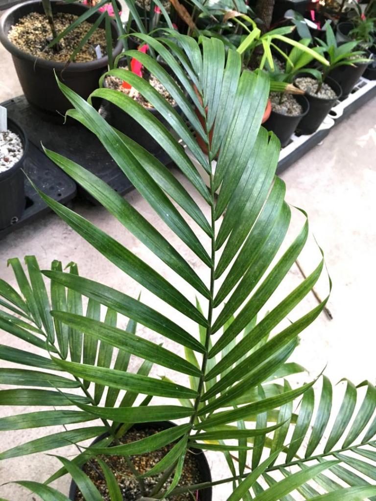 Ravenea_hildebrandtii_04_09-19-19.thumb.JPG.34cf4c8dbbb1cd6872e9ed1c8c51e6aa.JPG